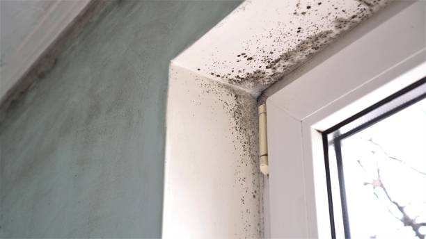 Best Mold Testing  in Cannon Af, NM
