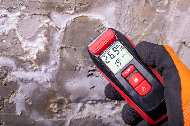 Best Residential Mold Removal  in Cannon Af, NM