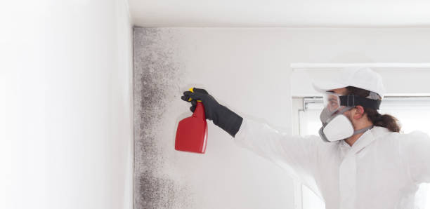 Best Affordable Mold Removal  in Cannon Af, NM