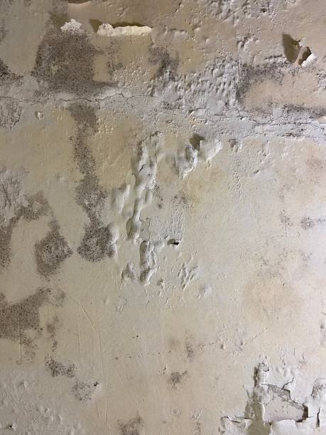 Best Fast Mold Removal  in Cannon Af, NM