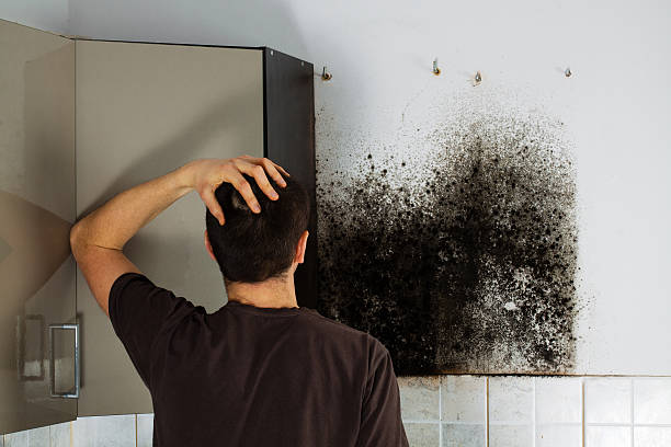 Best Mold Removal Company Near Me  in Cannon Af, NM